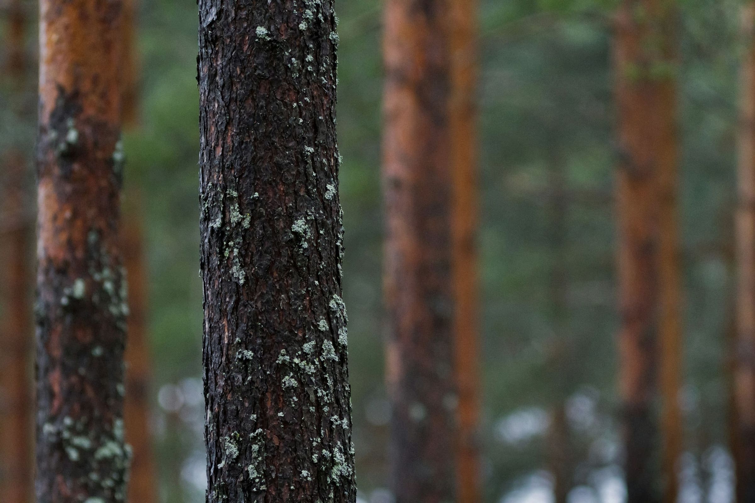 Tallstammar i skogen. En av stammarna är märkt med ett gult färgband.