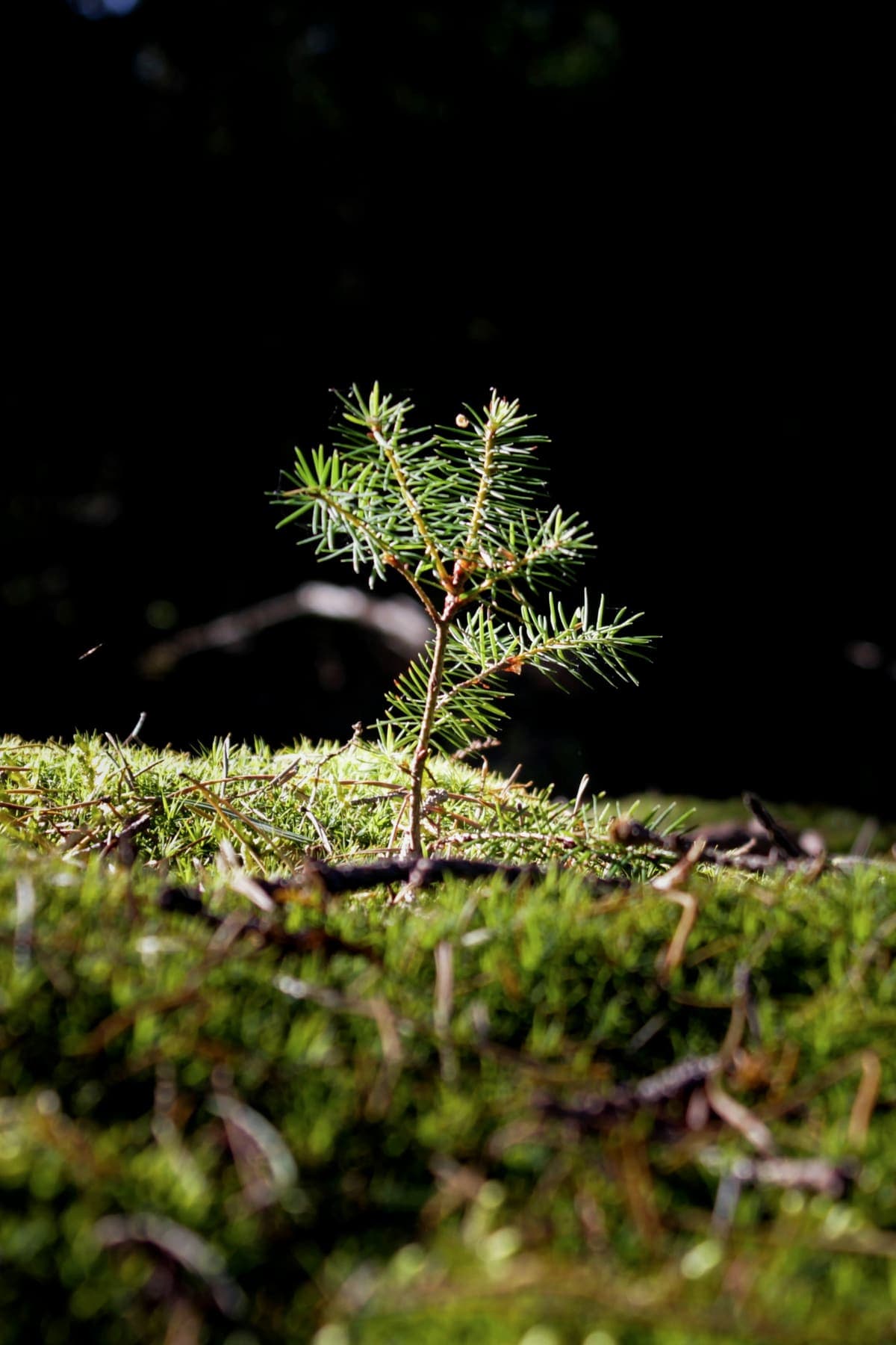 Liten barrplanta i mossa